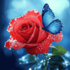 Blauwe vlinder op roos