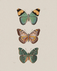 Vlinders | Diamond Painting