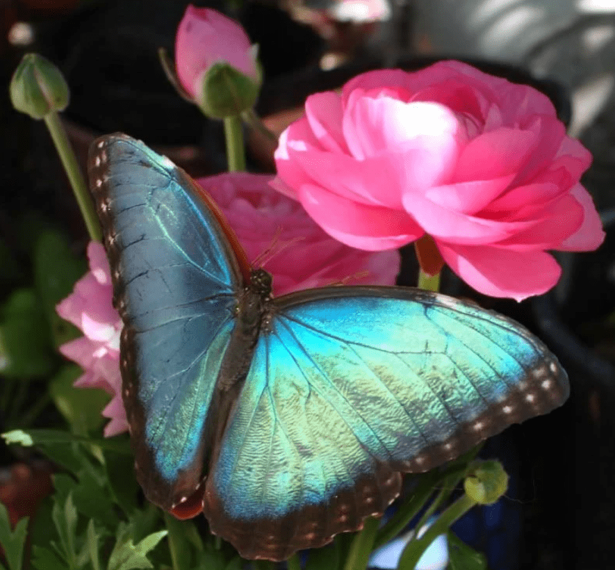 Blauwe Vlinder Roze Bloem