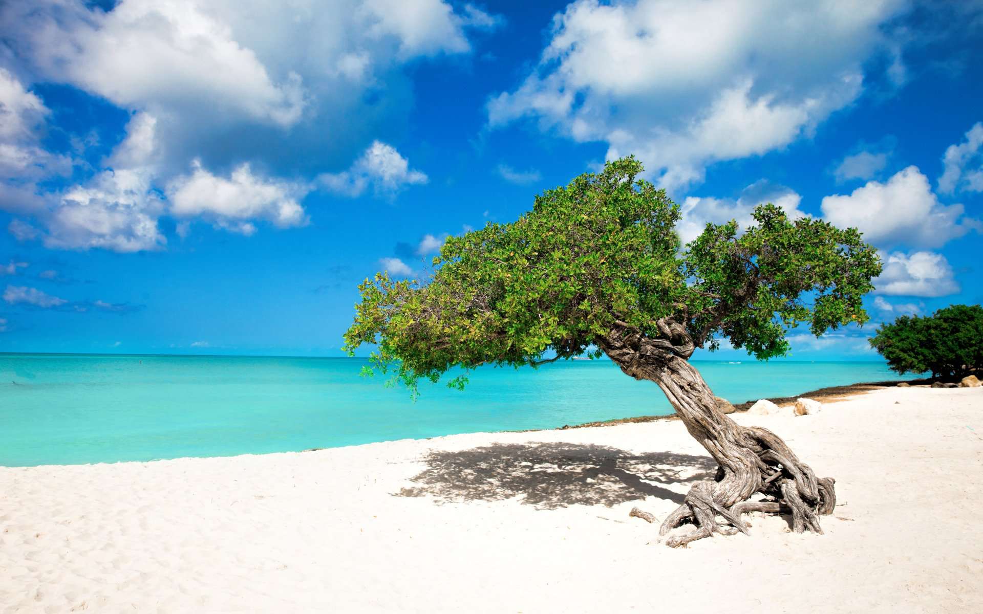 Divi Boom op Aruba