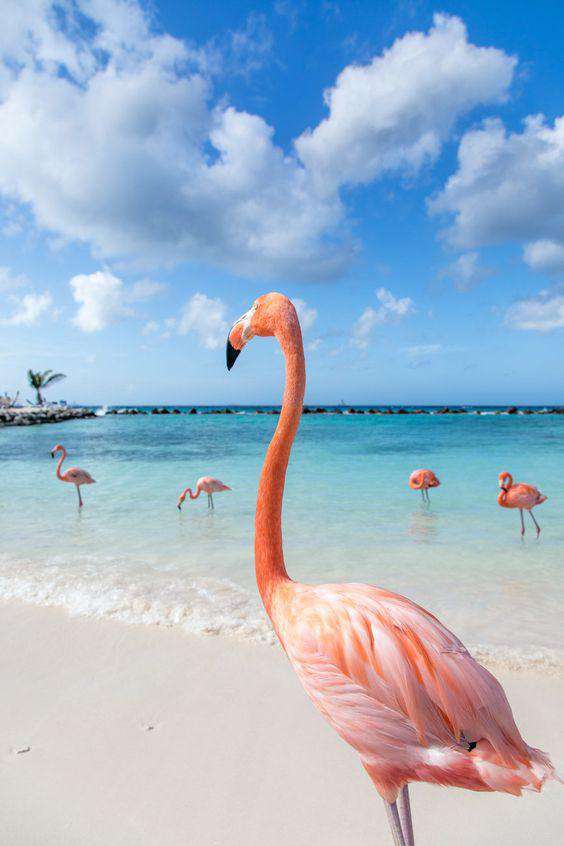 Flamingo Strand