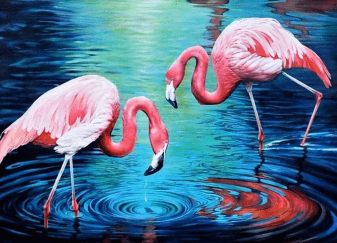 Flamingos in het Water