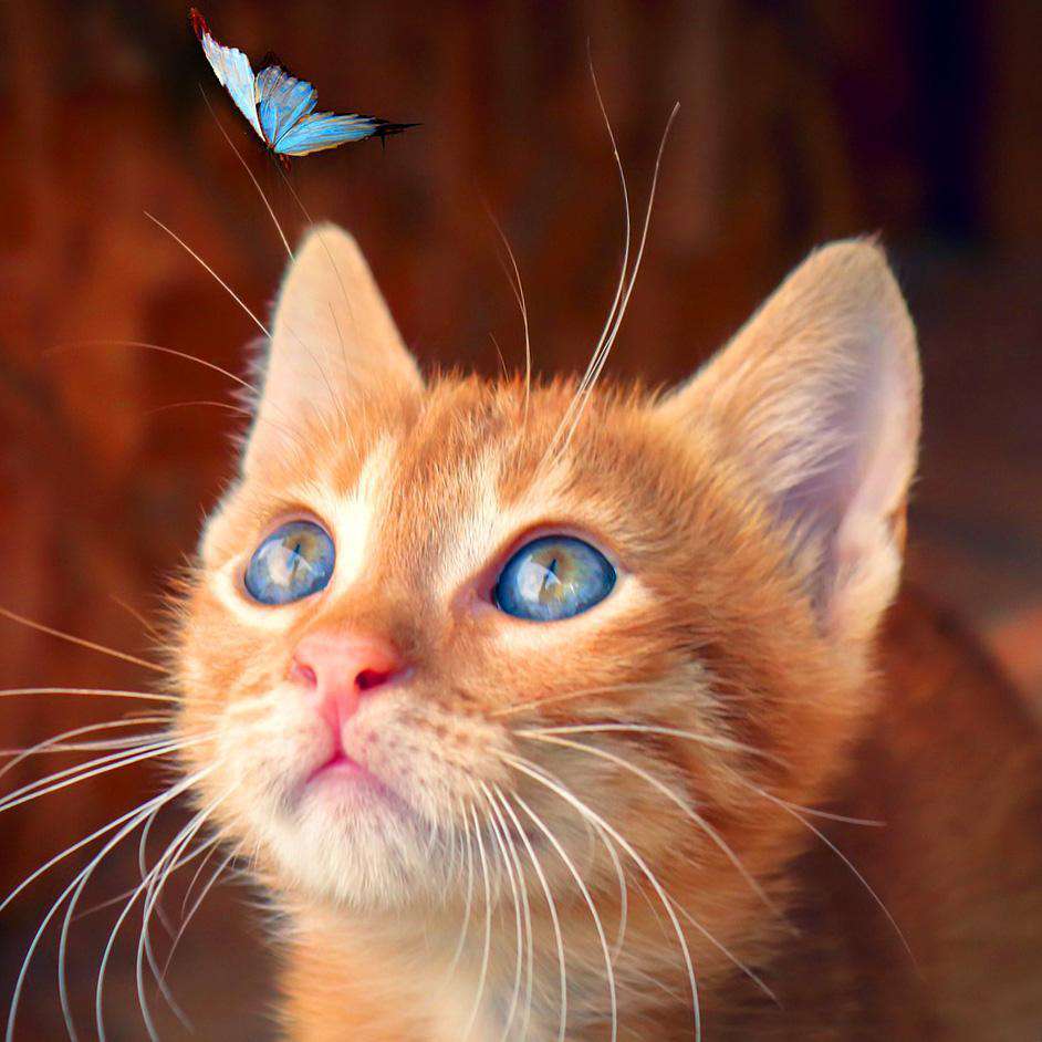 Het Katje en de Blauwe Vlinder