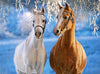 Het Witte en Bruine Paard Winter