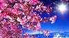 Sakuraboom