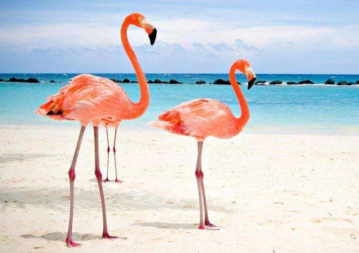 Tropische Flamingos