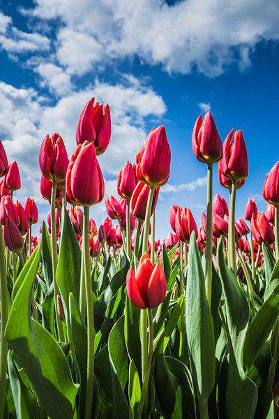 Nederlandse Tulpen