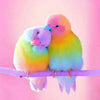 Vrolijke Kleuren Vogels