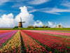 Windmolen Tulpen Veld