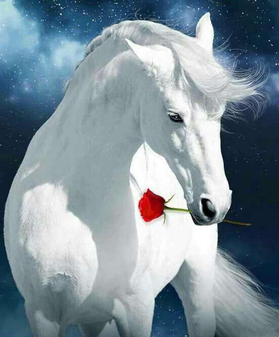 Wit Paard met Rode Roos