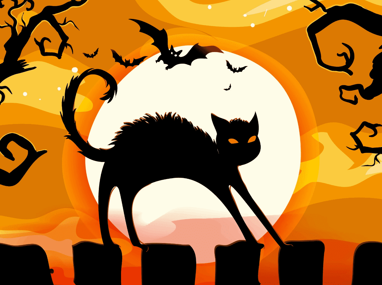 Zwarte Kat in de Nacht
