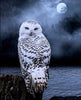 Sneeuwuil | Diamond Painting
